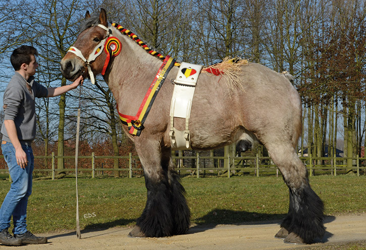 Milo van Luchteren - Approved Stallion BE - National Champion 2015